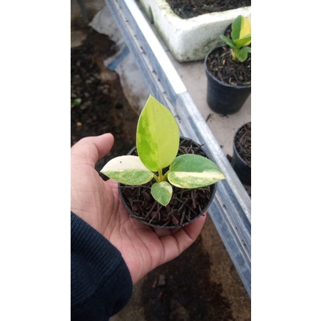 jemani tornado varigata