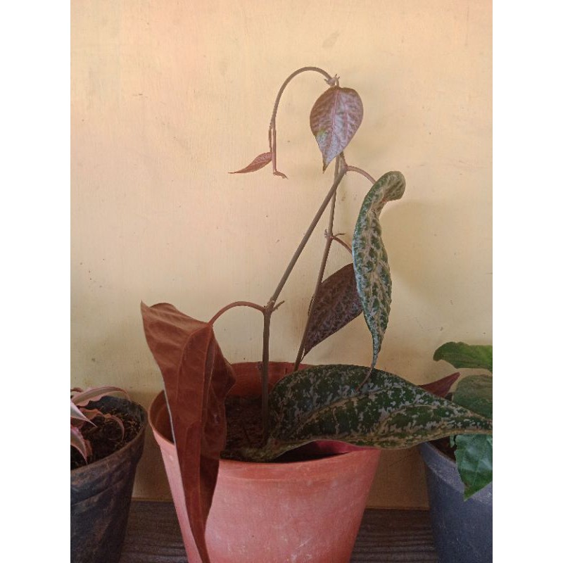 sirih merah/tanaman sirih merah