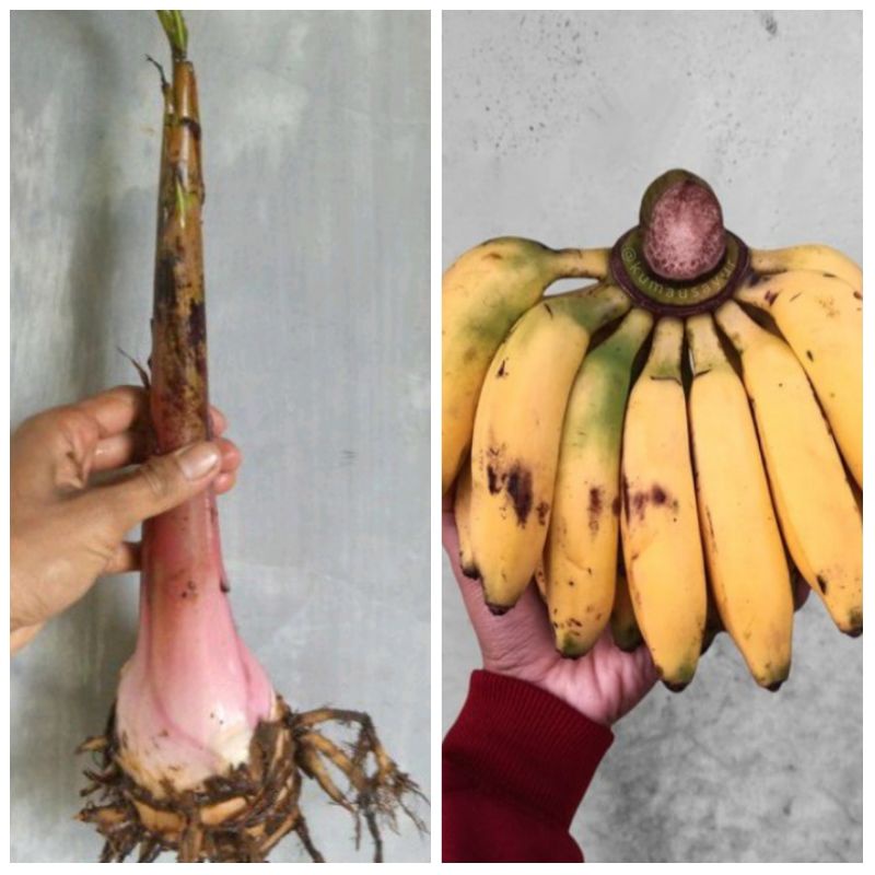 bibit pohon pisang uli/anakan pohon pisang uli/bonggol pisang uli