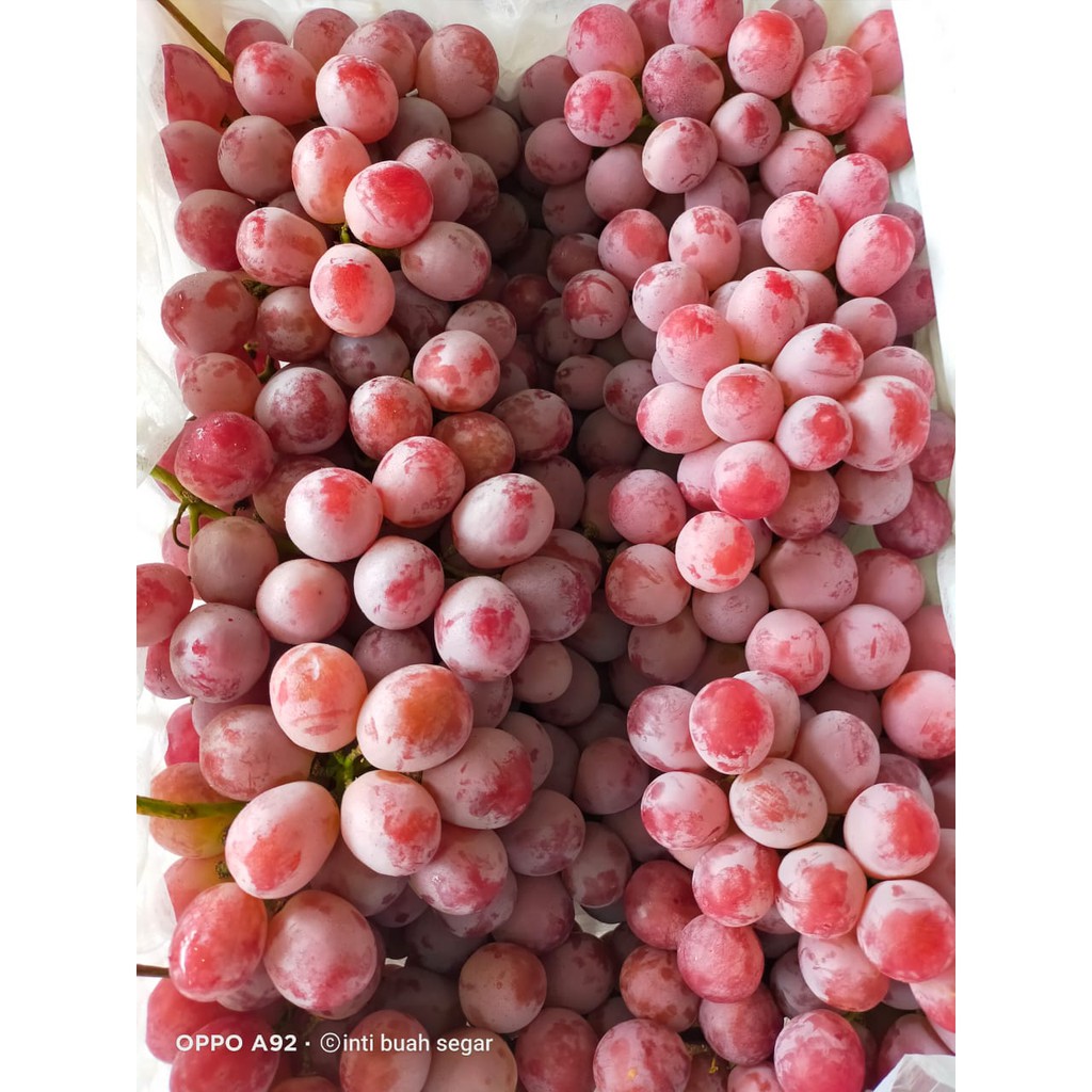 

ANGGUR MERAH IMPOR MANIS PER 1KG