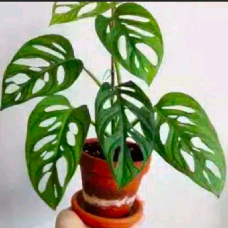 janda bolong daun min 3-4 daun