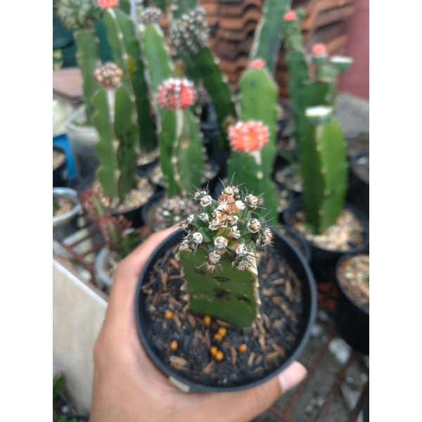 kaktus gymno multicolor indukan super full anakan