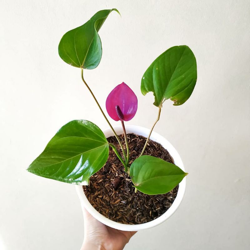 Anthurium ungu mini/anthurium mickey mouse purple