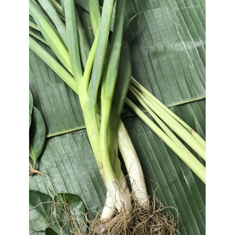 

(SAYUR SEGAR DEPOK) Daun Bawang - 250 Gram