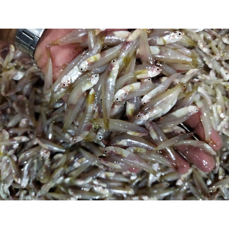 

Ikan Teri Gepeng Segar 1Kg Hasil Laut Segar