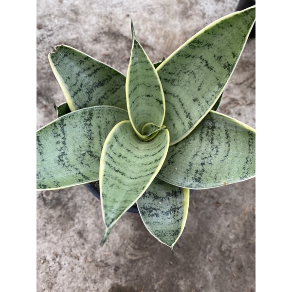 Sansevieria Hahnii Cream