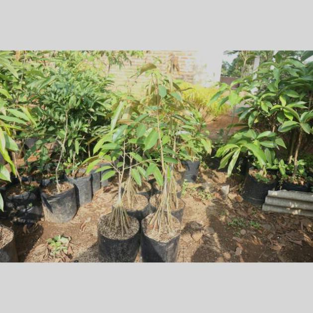 bibit tanaman buah durian musang king kaki 10 merah