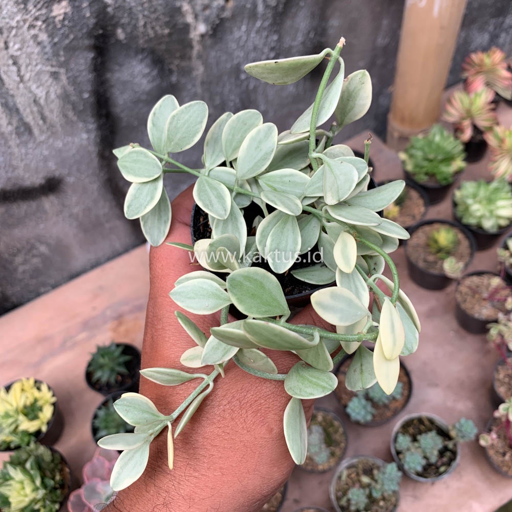 Kaktus Sukulen | 508. Dischidia Cascade Variegated