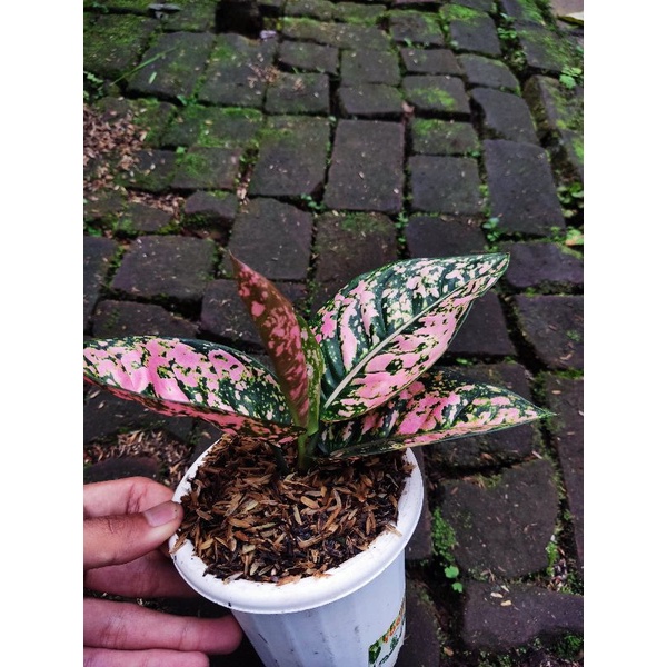 Aglonema ruby fanta tanian lokal