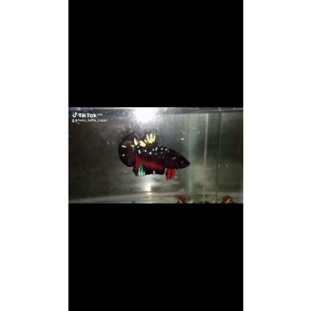 Ikan Cupang Jantan Avatar Cooper Kalimaya