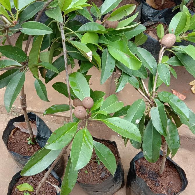 Bibit Sawo Manilo Berbunga dan Berbuah