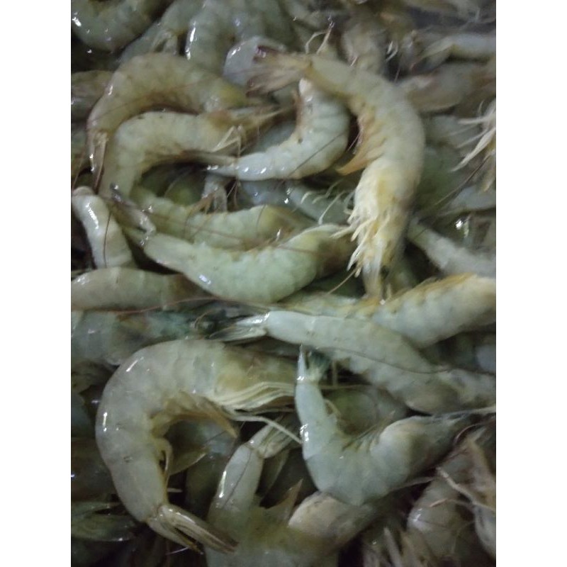 

udang