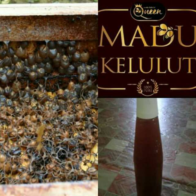 

Madu Kelanceng/Kelulut