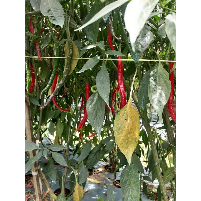 

cabe segar langsung dari petani slahan panjang