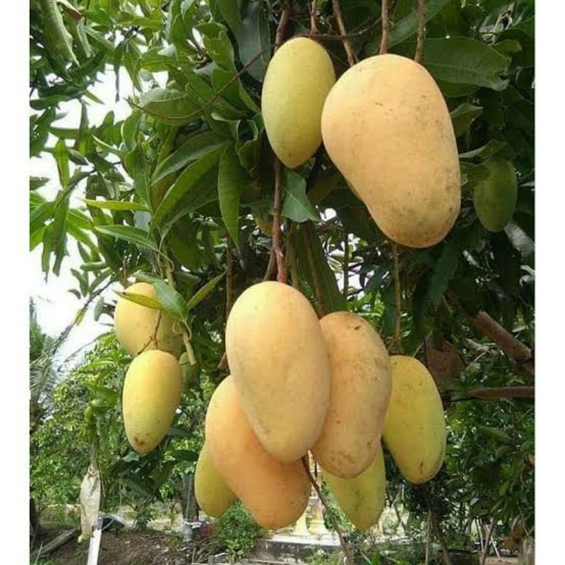 Mangga Chokanan