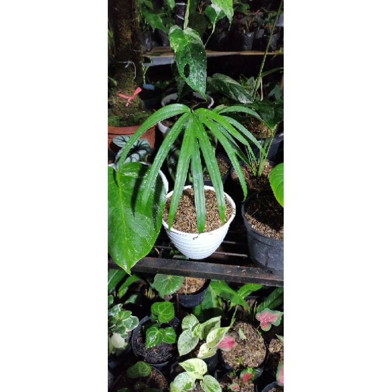 tanaman hias amydrium zippelianum