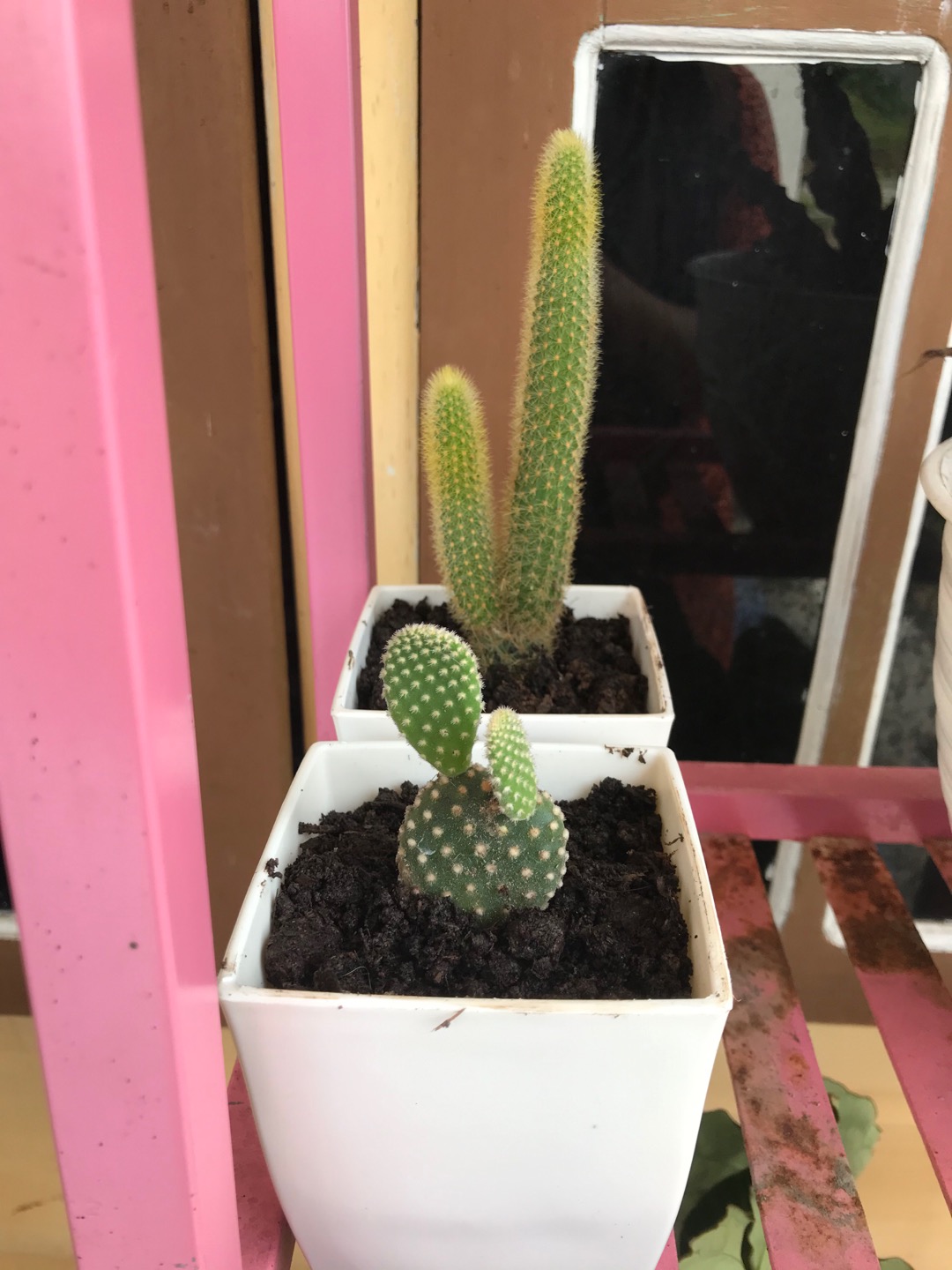 Kaktus Mickey Mouse Putih