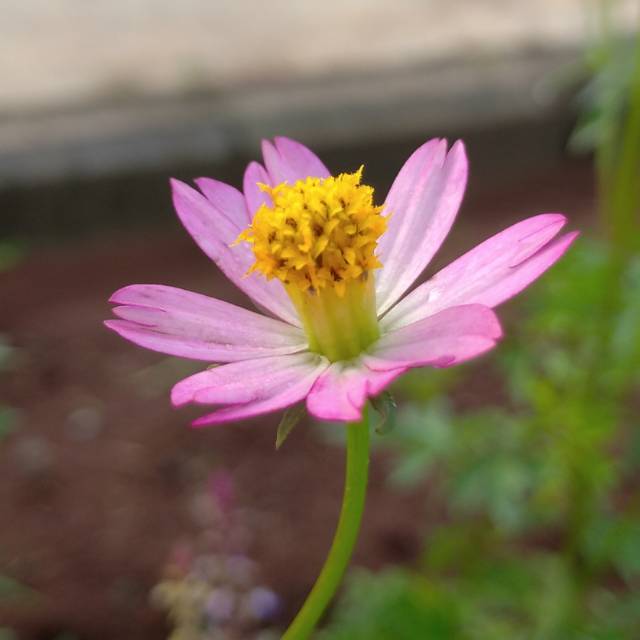 kikyamaliap
