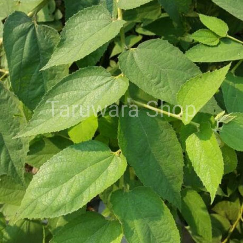 

Daun Seri / Kersen / Talok / Ceri Segar 200gr (herbal untuk diabetes)