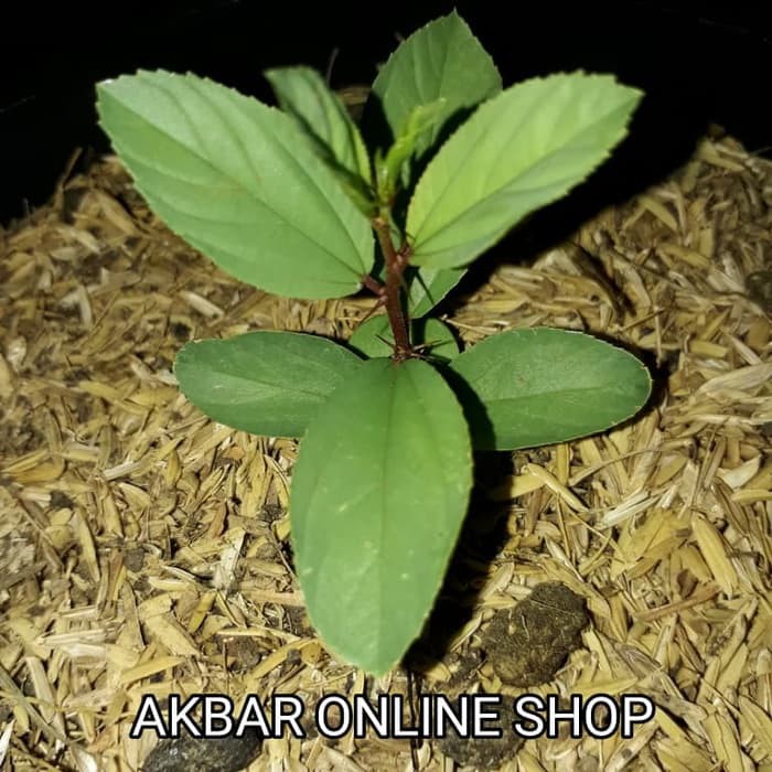 24 Gambar  Daun  Bidara  Arab  Richa Gambar 