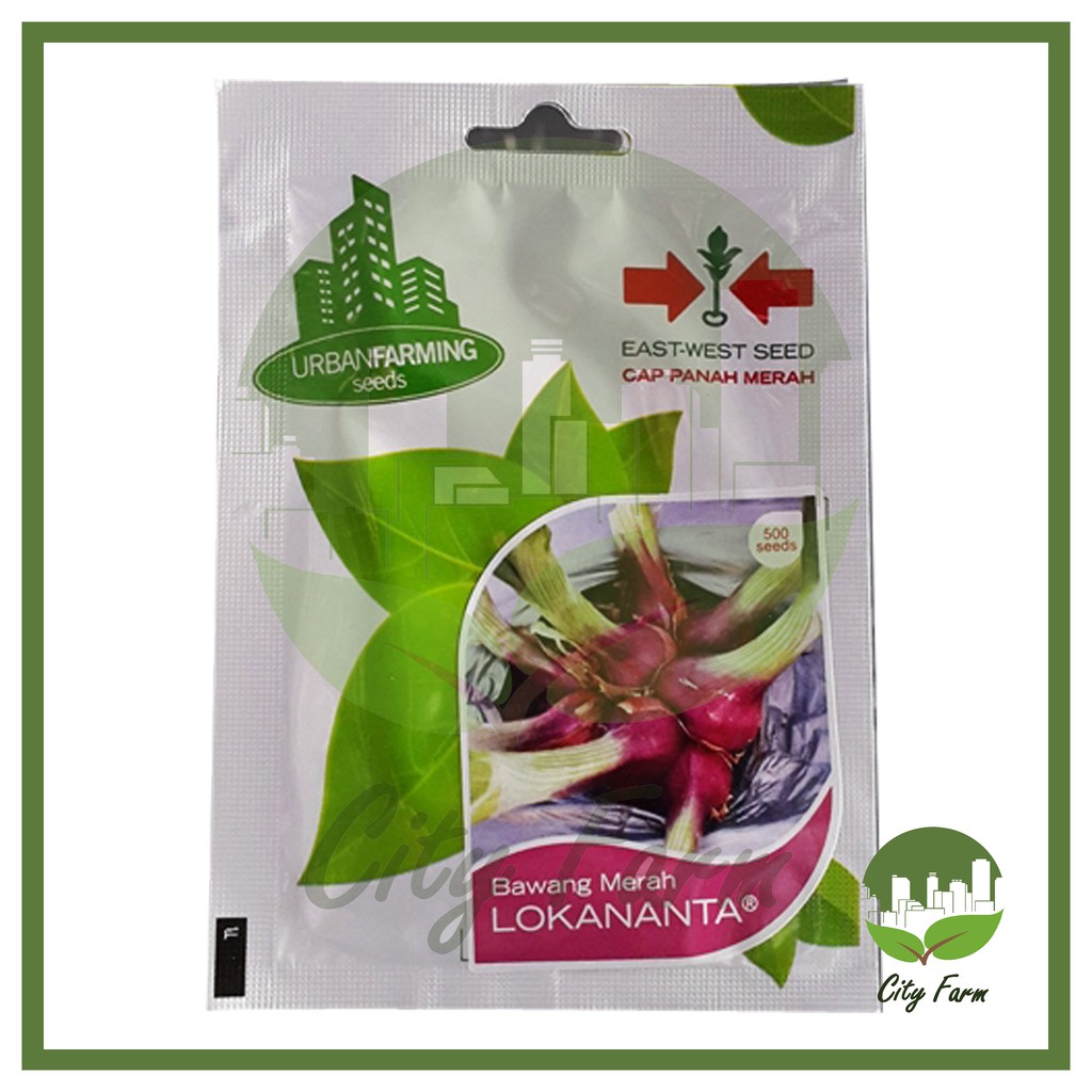 BENIH BAWANG MERAH LOKANANTA S UF (500 BTR) PANAH MERAH