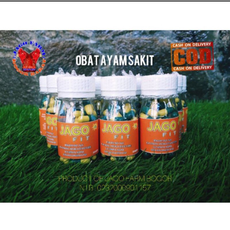 Jual Obat Manjur Ayam Sakit Ayam Bangkok Pitik Umur Bulan