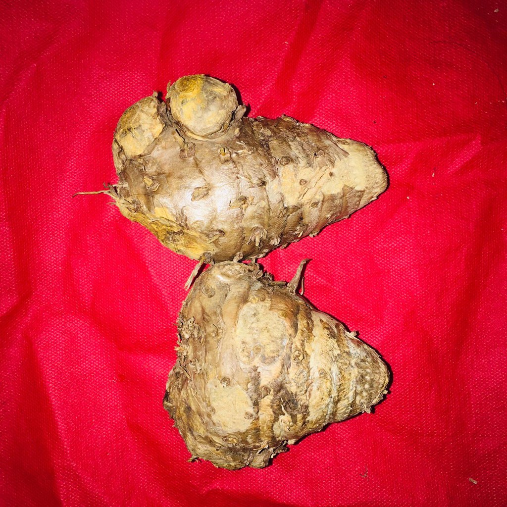 

TEMULAWAK
