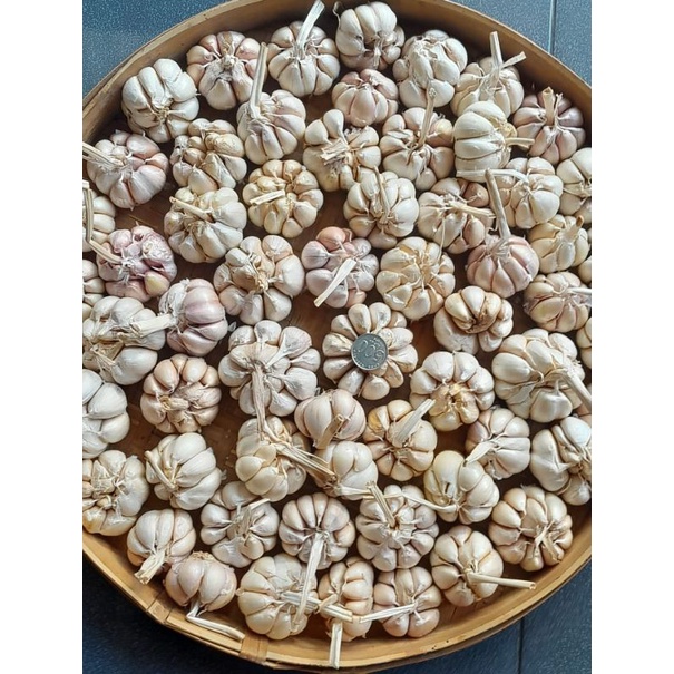 

baput bersih kualitas super 1kg