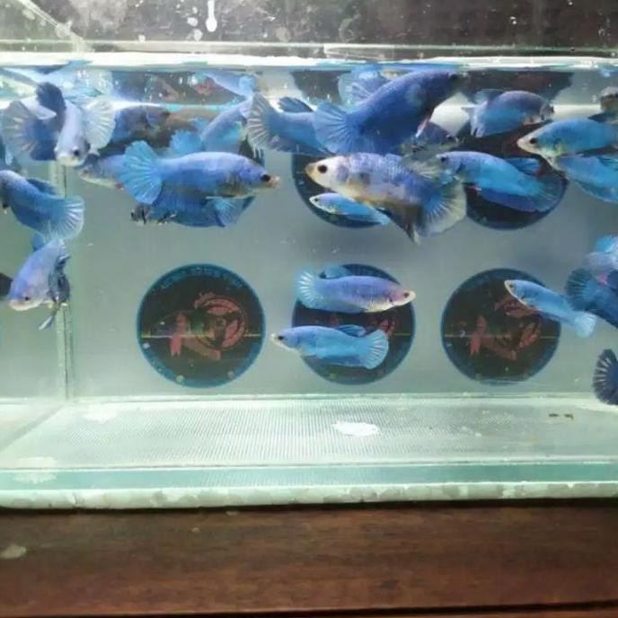 Ikan Cupang Avatar Gordon Bahan