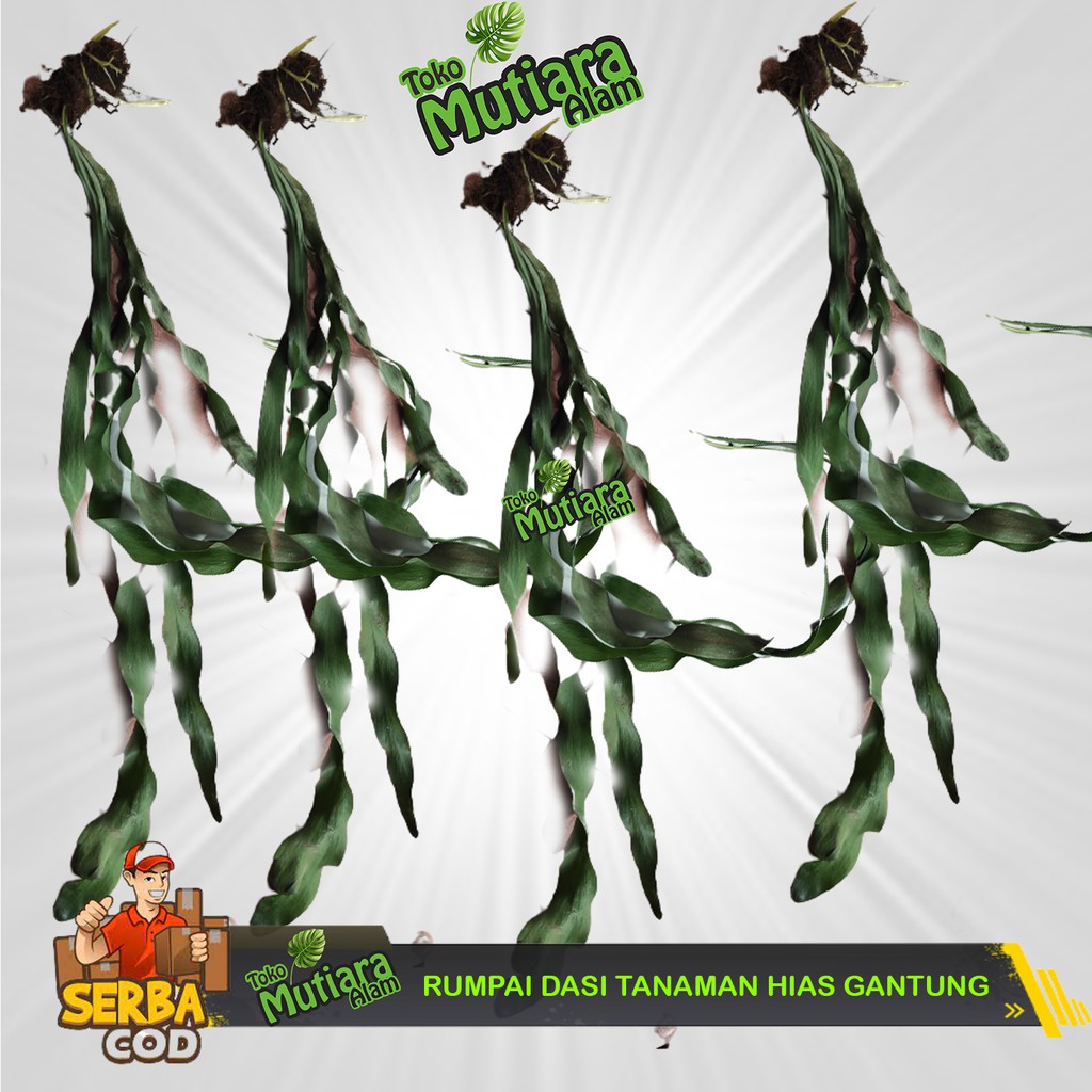 RUMPAI DASI KUMPAI SABUK TANAMAN HIAS GANTUNG MUTIARA ALAM