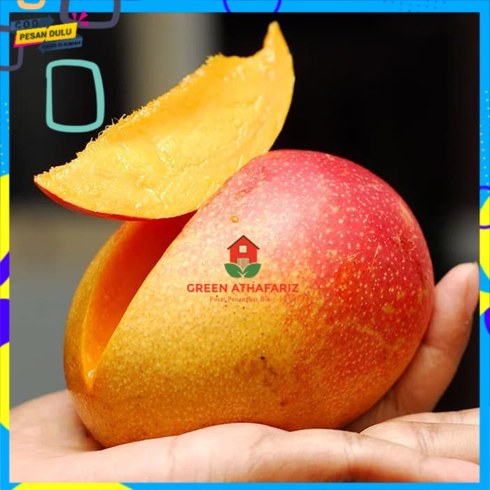 

Bibit Mangga Garifta Oranye