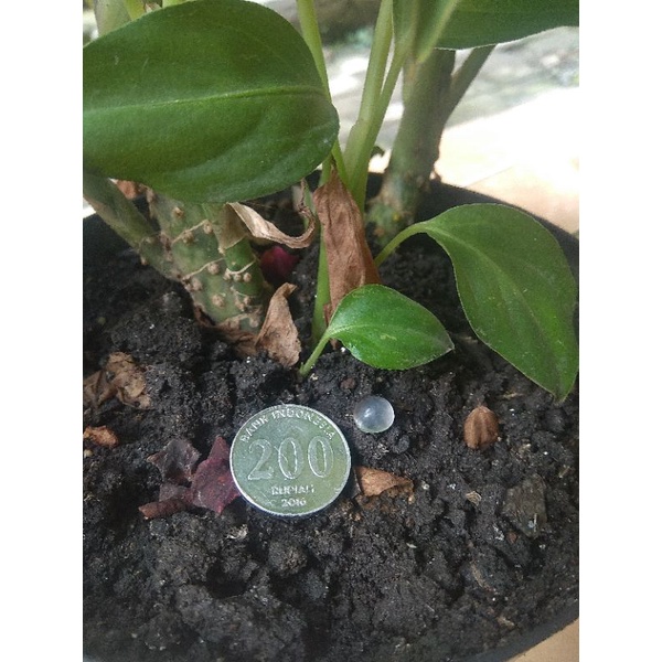 Batu kalimaya jarong GURILENG banten