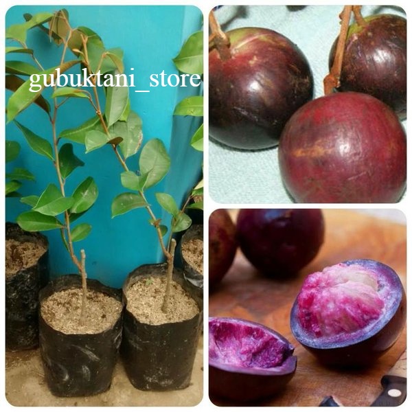 Bibit Kenitu ungu  / Sawo Duren Okulasi/ Cangkok Dengan Pohon Yang Sudah Berbuah Cepat Berbuah