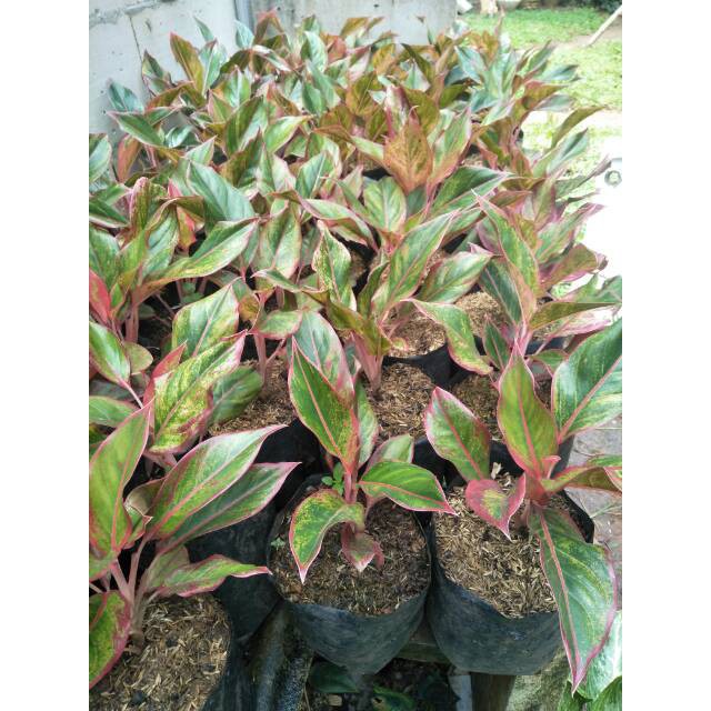 LIPSTIK SIAM AURORA ( Tanaman hias aglonema aglaonema )