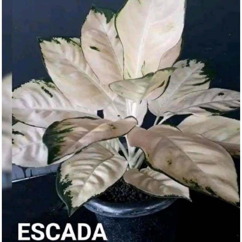 Aglonema kocin escada bnggol brakar