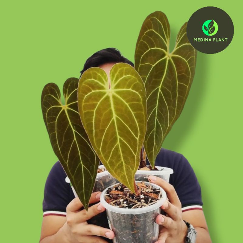 Tanaman Anthurium Magnificum Hybrid