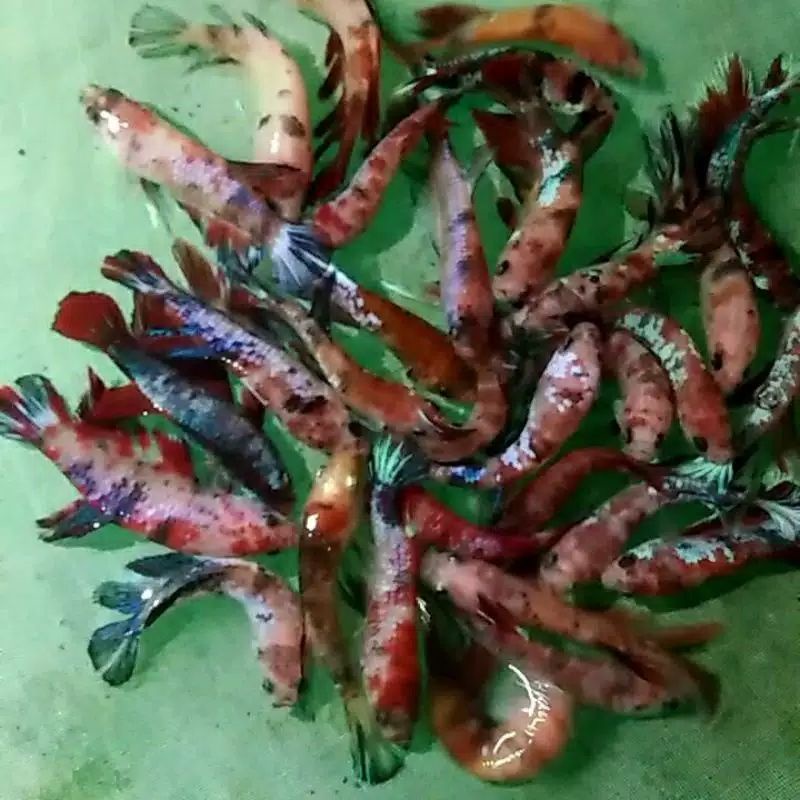 ikan cupang koi Nemo warna