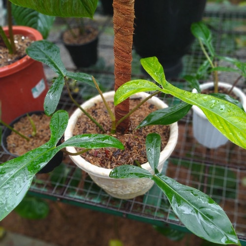 TANAMAN HIAS PHILODENDRON KODE TANAMAN BUNGA PHILO KODE TANAMAN BERKUALITAS TERAWAT