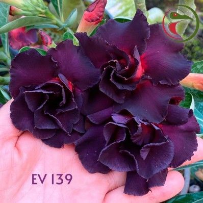 Bibit Bunga Kamboja Adenium Madeira-adenium obesum dewasa-kamboja tumpuk+Tanaman Hidup