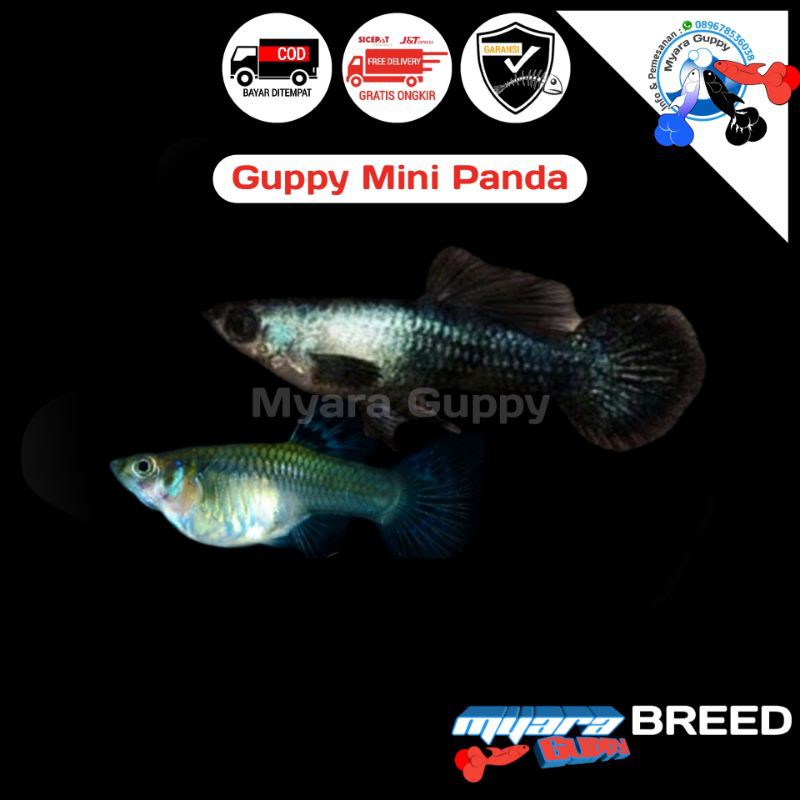 Ikan Hias Guppy Mini Panda