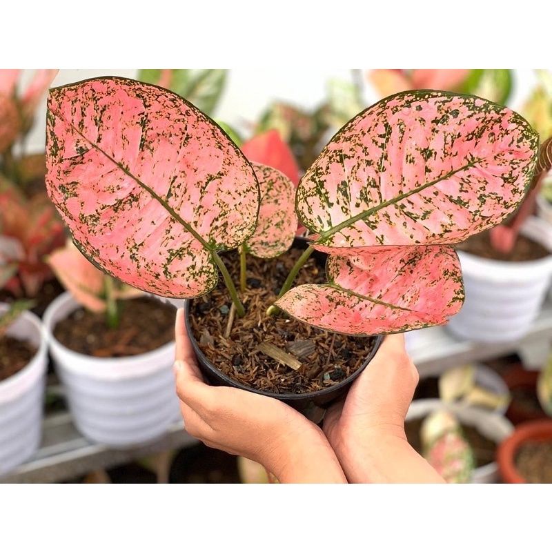 tanaman hias bibit aglonema Ruby kura