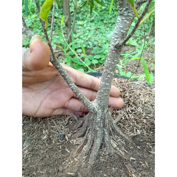 bahan bonsai kimeng pecah batang recomend