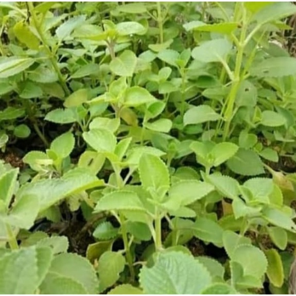 bibit tanaman herbal jintan hitam