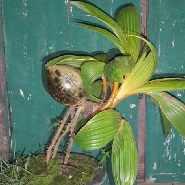 Bonsai kelapa minion