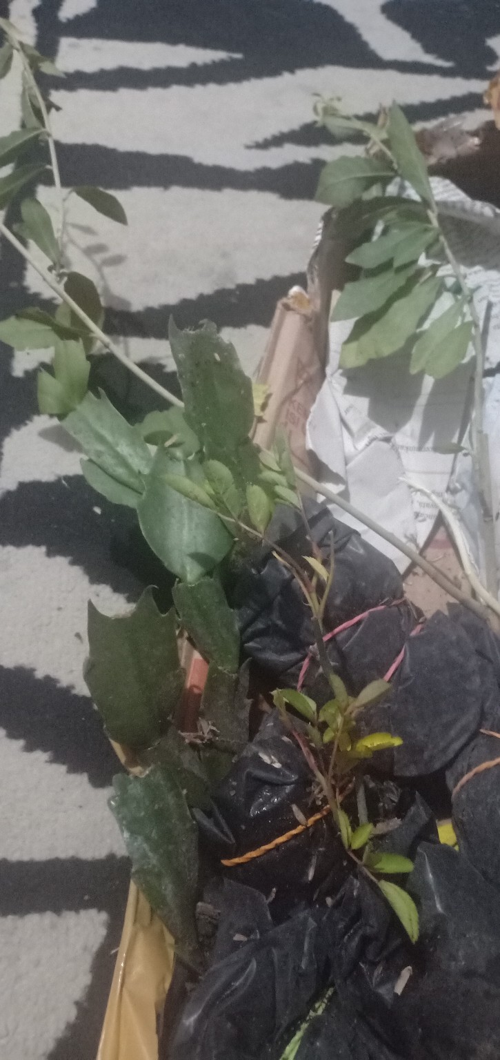 Tanaman Wijaya Kusuma Kepiting Ungu