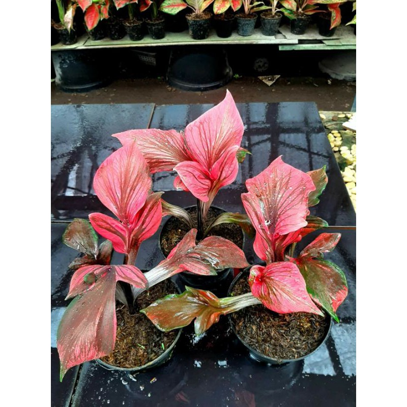 Tanaman hias caladium / keladi hias RED KUJANG