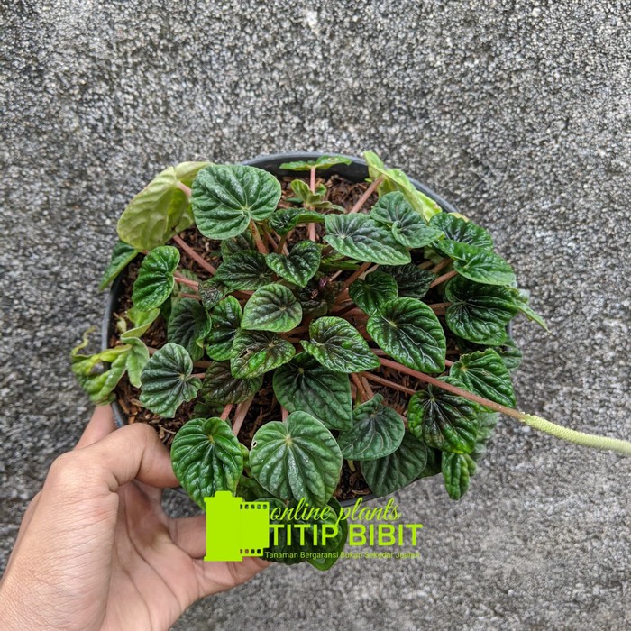 Tanaman Bunga Paperomia Caperata Hijau