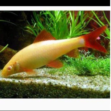 ikan redfin albino grab/gojek only
