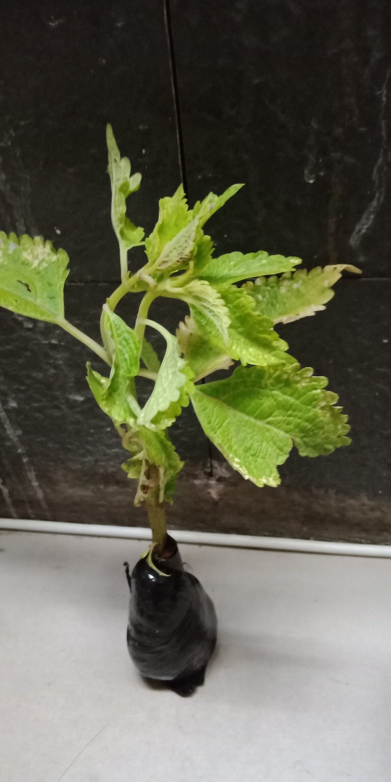 Tanaman Miana Keriting Hijau Kuning - Pohon Miana - Miana - Hiasan Rumah