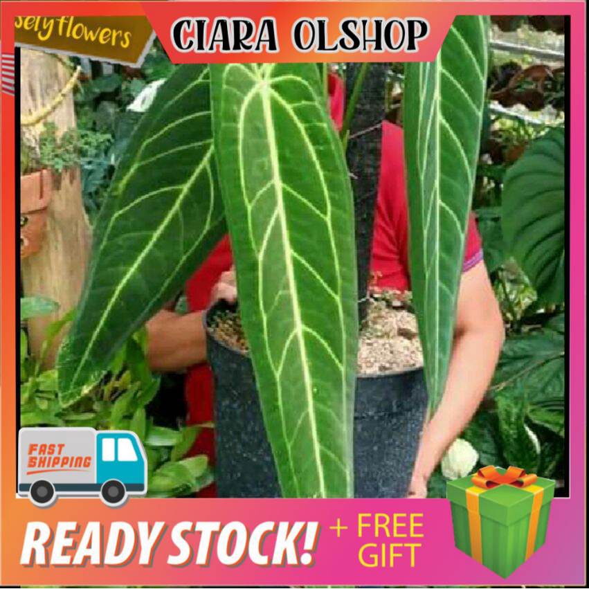 ANTURIUM WAROQUEANUM (LIDAH GAJAH) / BIBIT BONGOL